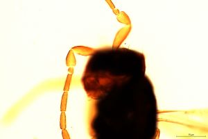 linearis Htype 0-3-1.jpg