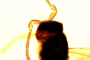 linearis Htype 0-3-2.jpg