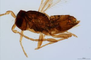 linearis Htype 0-4.jpg