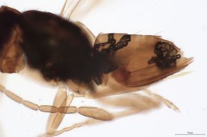 linearis Htype 0-5-1.jpg