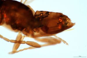 linearis Htype 0-5.jpg