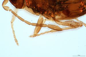 linearis Htype 0-6.jpg