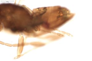 linearis Htype 0-7.png