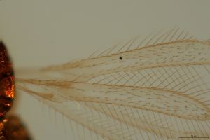 linearis Htype 0-8.png