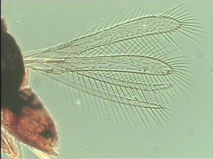 linearis Htype 1.jpg