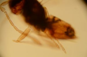 linearis Htype 10.jpg