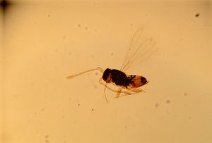 linearis Htype 11.jpg