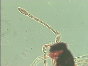 linearis Htype 3.jpg