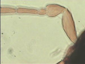 linearis Htype 4.jpg