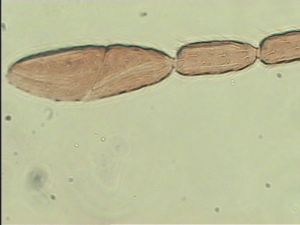 linearis Htype 7.jpg