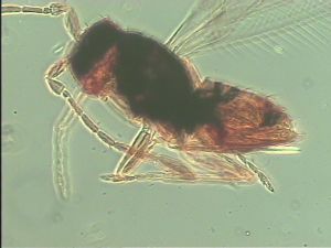 linearis Htype 8.jpg