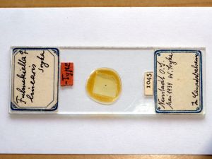 linearis Htype s.JPG