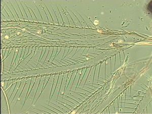 chrysomelae Atype 1.jpg