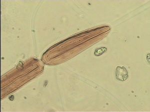 chrysomelae Atype 12.jpg