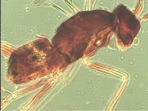 chrysomelae Atype 13.jpg