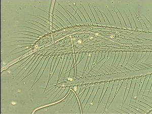 chrysomelae Atype 2.jpg