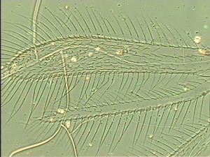 chrysomelae Atype 3.jpg