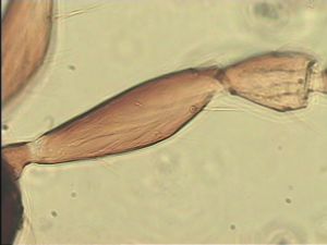 chrysomelae Atype 6.jpg