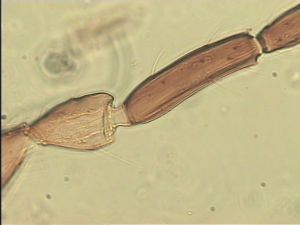 chrysomelae Atype 7.jpg