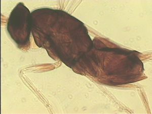 chrysomelae Holotype 1.jpg