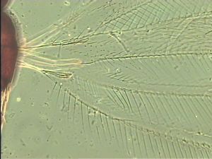 chrysomelae Htype 1.jpg