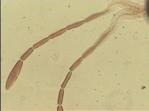 chrysomelae Htype 10.jpg