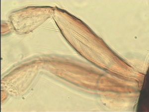 chrysomelae Htype 11.jpg