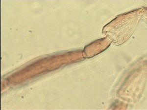 chrysomelae Htype 12.jpg