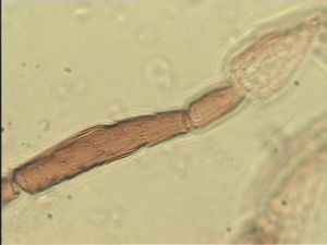 chrysomelae Htype 13.jpg