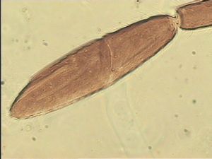 chrysomelae Htype 19.jpg