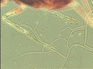 chrysomelae Htype 20.jpg