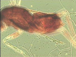 chrysomelae Htype 21.jpg