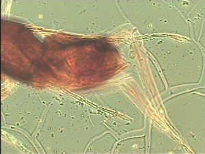 chrysomelae Htype 22.jpg