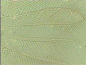 chrysomelae Htype 3.jpg