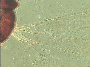 chrysomelae Htype 5.jpg