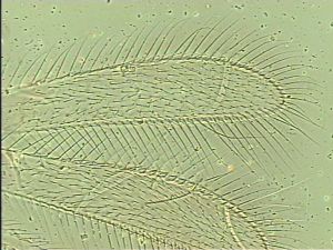 chrysomelae Htype 6.jpg