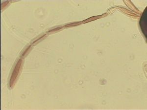 chrysomelae Htype 8.jpg