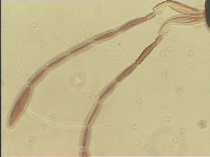 chrysomelae Htype 9.jpg