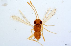 dessarti  Mathot Htype 0.jpg