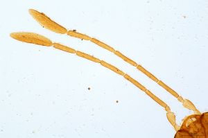 dessarti Htype 0-2.jpg