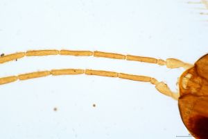 dessarti Htype 0-3.jpg