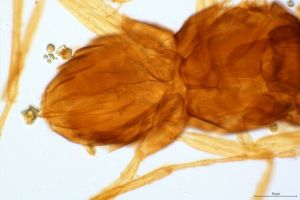 dessarti Htype 0-4.jpg