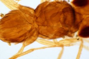 dessarti Htype 0-5.jpg