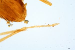 dessarti Htype 0-6.jpg