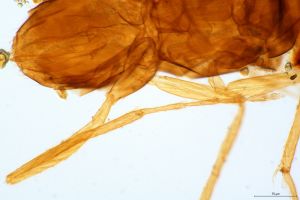 dessarti Htype 0-7.jpg