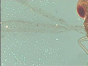 dessarti Htype 1.jpg