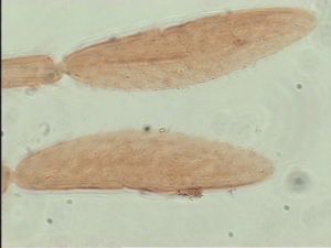 dessarti Htype 10.jpg