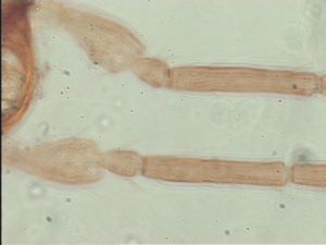 dessarti Htype 11.jpg