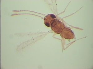 dessarti Htype 12.jpg