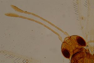 dessarti Htype 14.jpg